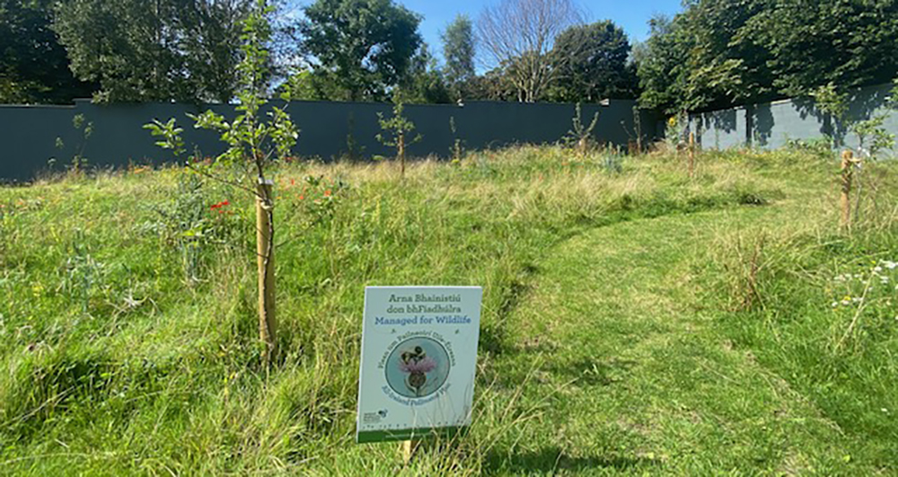 Wildflower garden in bloom at Elmpark Green